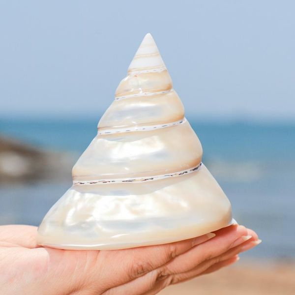 oversized pearl conch luminous reverse natural shell home decoration collection ornaments novelty items
oversized pearl conch luminous reverse natural shell home decoration collection ornaments novelty items