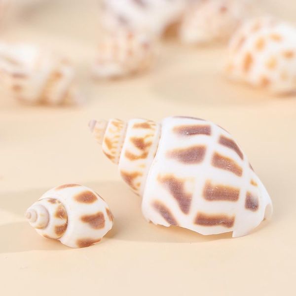 50pcs natural shell aquarium landscape decoration home party jewelry pendant accessories novelty items
50pcs natural shell aquarium landscape decoration home party jewelry pendant accessories novelty items