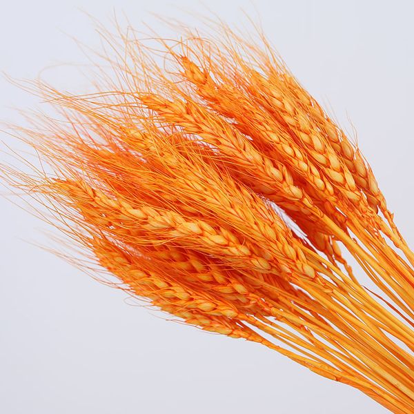 wheat ear flower natural dried flowers for party decoration diy home table wedding christmas decor wheat bouquet pampas grass
wheat ear flower natural dried flowers for party decoration diy home table wedding christmas decor wheat bouquet pampas grass