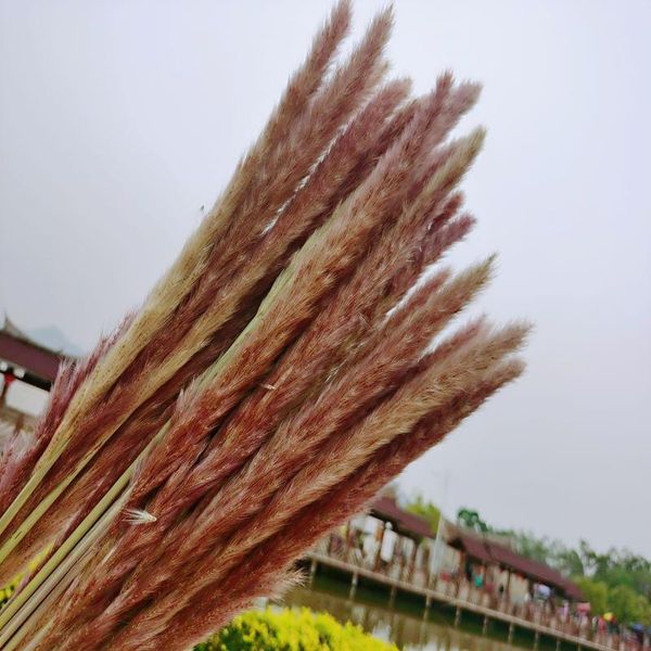 decorative flowers & wreaths natural dried small pampas grass decor for wedding accesories artificial plant reed farmhouse jardineria decora
decorative flowers & wreaths natural dried small pampas grass decor for wedding accesories artificial plant reed farmhouse jardineria decora