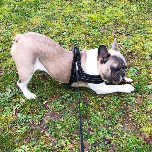 dog collars & leashes adjustable pet harness vest no pull soft plush lead leash durable nylon chest strap for dogs outdoor training supplies
dog collars & leashes adjustable pet harness vest no pull soft plush lead leash durable nylon chest strap for dogs outdoor training supplies
