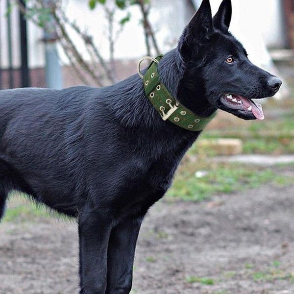 dog collars & leashes hobbylane adjustable exquisite pet leather collar firm strap for middle-large supplies neck cats
dog collars & leashes hobbylane adjustable exquisite pet leather collar firm strap for middle-large supplies neck cats