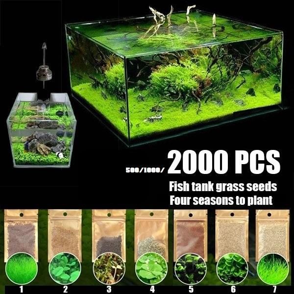 decorations 1000/2000pcs easy growing aquarium water plant carpet hemianthus grass moss lawn decoration for fish tank
decorations 1000/2000pcs easy growing aquarium water plant carpet hemianthus grass moss lawn decoration for fish tank