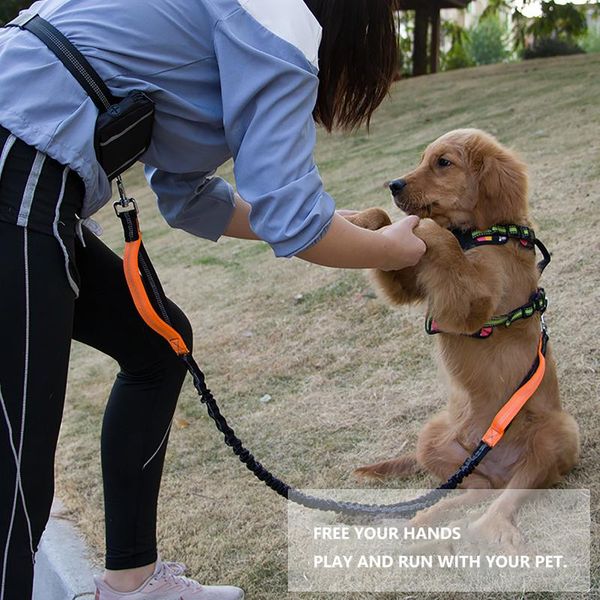 reflective leash traction rope pet dog running belt elastic hands y jogging pull metal leashes #x3 collars &
reflective leash traction rope pet dog running belt elastic hands y jogging pull metal leashes #x3 collars &