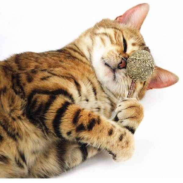 cat toys catnip chewing funny cats stick teeth cleaning natural lollipop shape ball with silvervine
cat toys catnip chewing funny cats stick teeth cleaning natural lollipop shape ball with silvervine