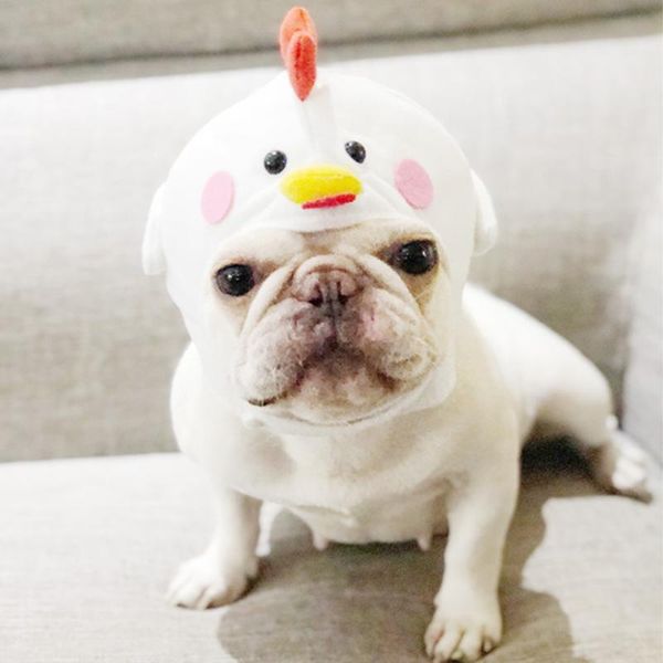 dog apparel pet cat cap headgear costume cosplay accessories po props headwear warm chick hat party christmas
dog apparel pet cat cap headgear costume cosplay accessories po props headwear warm chick hat party christmas
