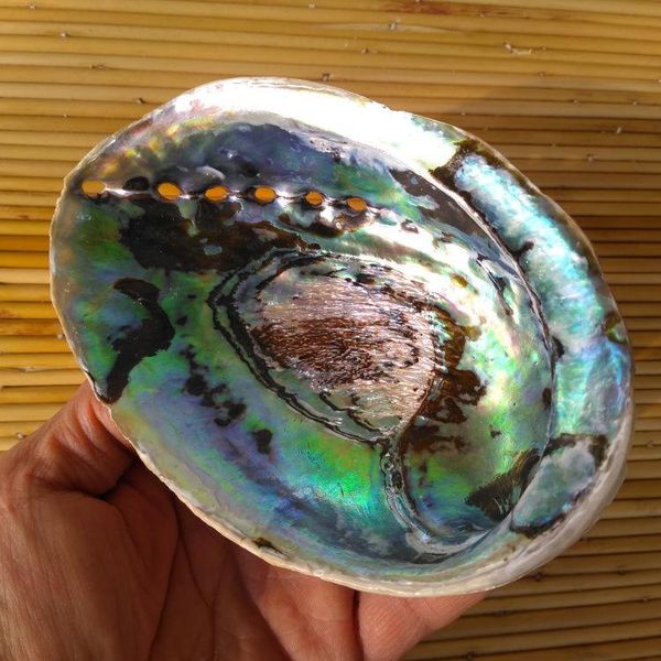 novelty items natural conch shell big abalone creative home storage soap box potted fish tank landscaping
novelty items natural conch shell big abalone creative home storage soap box potted fish tank landscaping
