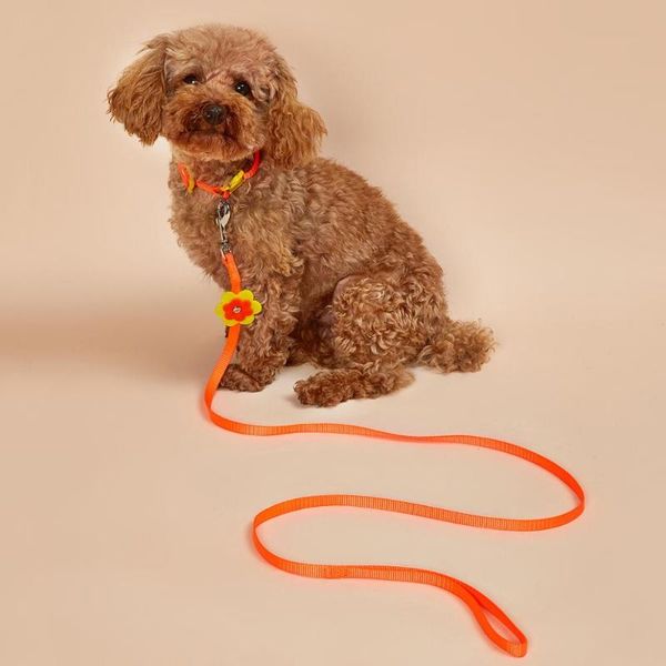 nylon dog leash cat with collar - strong,durable,fashional style leash,adjustable for walking collars & leashes
nylon dog leash cat with collar - strong,durable,fashional style leash,adjustable for walking collars & leashes