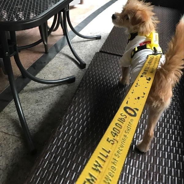 dog collars & leashes 160x3.5cm long nylon collar pet puppy training straps dogs lead rope belt leash product
dog collars & leashes 160x3.5cm long nylon collar pet puppy training straps dogs lead rope belt leash product