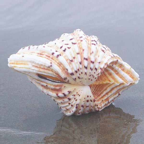 novelty items big size natural color conch sea shell&natural lotus shell for home decoration or gift
novelty items big size natural color conch sea shell&natural lotus shell for home decoration or gift