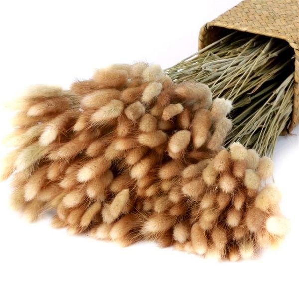 50pcs/lot dried flowers tail grass pampas natural plants bouquet lagurus ovatus wedding home easter decoration decorative & wreaths
50pcs/lot dried flowers tail grass pampas natural plants bouquet lagurus ovatus wedding home easter decoration decorative & wreaths