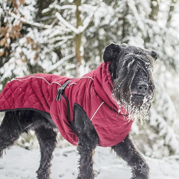 dog clothes pet clothing warm down cotton-padded jacket costume winter large dogs retriever coat ropa perro apparel
dog clothes pet clothing warm down cotton-padded jacket costume winter large dogs retriever coat ropa perro apparel