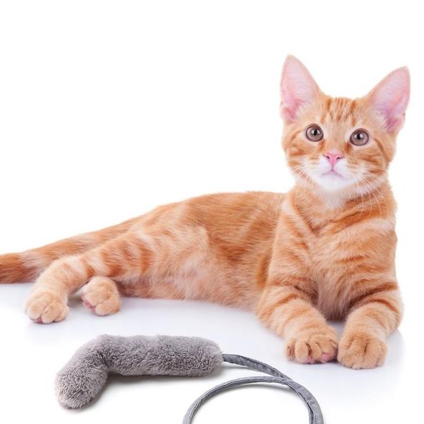 simulation fish innovative cat interactive plush toy teeth grinding catnip toys funny pet product for cats chew
simulation fish innovative cat interactive plush toy teeth grinding catnip toys funny pet product for cats chew