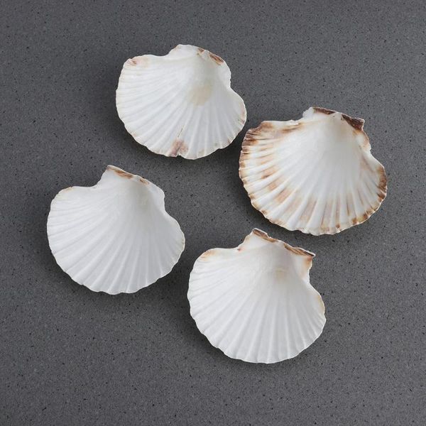 novelty items 4pcs 9-14cm mediterranean style diy beach seashells sea natural shells shell crafts aquarium fish tank decor
novelty items 4pcs 9-14cm mediterranean style diy beach seashells sea natural shells shell crafts aquarium fish tank decor