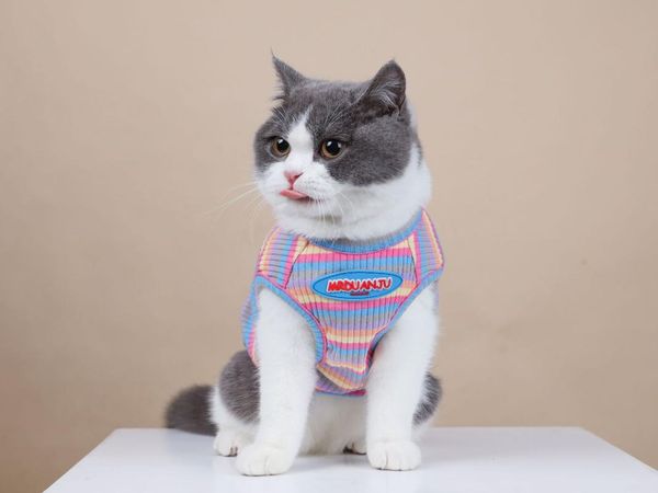 cat costumes clothing summer anti-shedding breathable striped vest for dogs sleeveless pet dress cats hoodies
cat costumes clothing summer anti-shedding breathable striped vest for dogs sleeveless pet dress cats hoodies