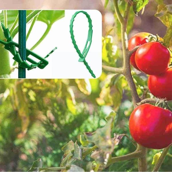 other garden supplies 20pcs/set lawn barrier with adjustable plant tools gardening fence multi-purpose aids product twist tie plants m7m8
other garden supplies 20pcs/set lawn barrier with adjustable plant tools gardening fence multi-purpose aids product twist tie plants m7m8