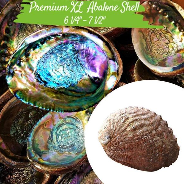 normal color zealand abalone shell natural craft conch home decoration aquarium landscaping wedding landscape decoraition novelty items
normal color zealand abalone shell natural craft conch home decoration aquarium landscaping wedding landscape decoraition novelty items