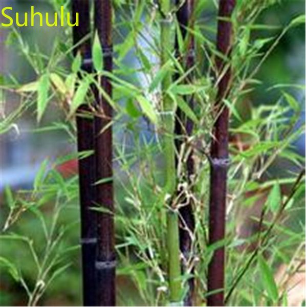 50pcs bamboo seeds garden flower variety complete flower bonsai plant beautifying and air purification
50pcs bamboo seeds garden flower variety complete flower bonsai plant beautifying and air purification