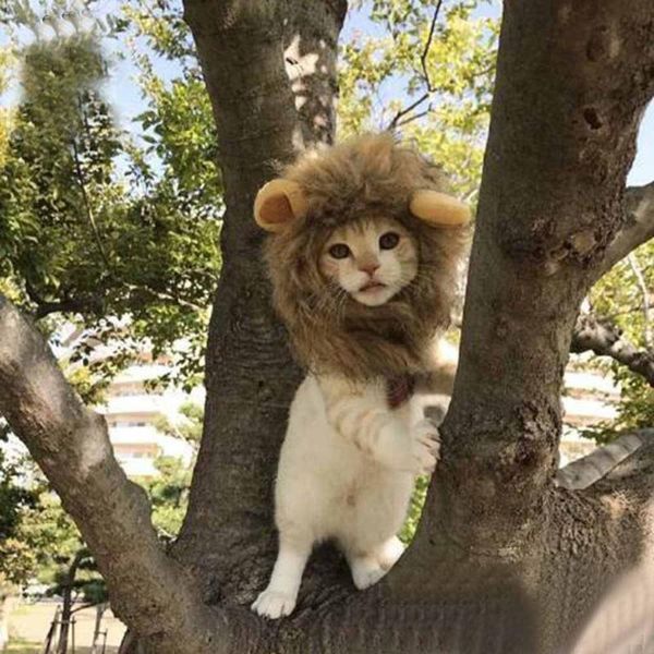 cat costumes cute lion mane wig cap hat for cats dogs halloween christmas cosplay clothes pets festival party dress up pet supplies
cat costumes cute lion mane wig cap hat for cats dogs halloween christmas cosplay clothes pets festival party dress up pet supplies