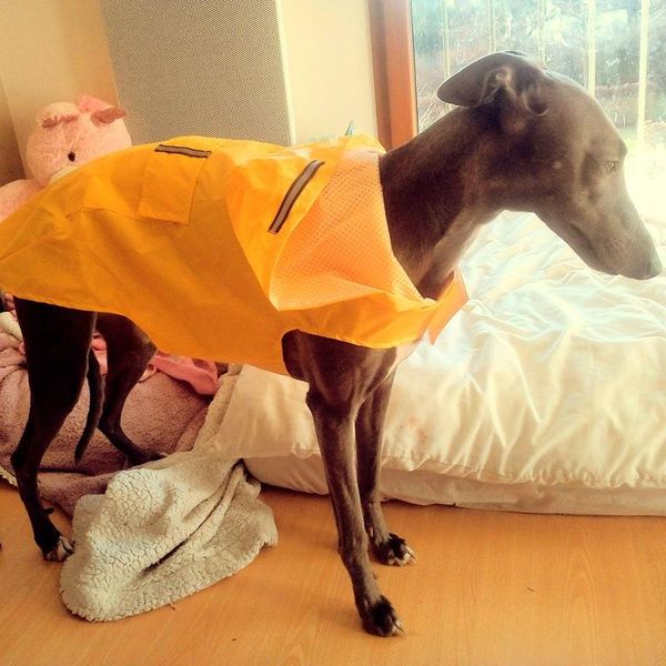 dog apparel raincoat puppy and large waterproof hooded rain coat soft breathable reflective clothes muticolor oversize s--6xl
dog apparel raincoat puppy and large waterproof hooded rain coat soft breathable reflective clothes muticolor oversize s--6xl
