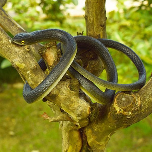 cat toys soft rubber toy 80cm snake safari garden props joke prank gift novelty and gag playing jokes
cat toys soft rubber toy 80cm snake safari garden props joke prank gift novelty and gag playing jokes