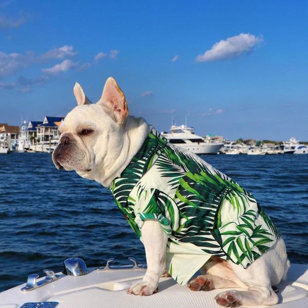 dog apparel huisdier hond zomer strand kleding bloemen t-shirt spring and summer shirts home light breathable easy-to-clean pet clothes
dog apparel huisdier hond zomer strand kleding bloemen t-shirt spring and summer shirts home light breathable easy-to-clean pet clothes