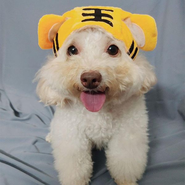 dog apparel pet hat christmas cat plush cap cosplay party tiger banana pumpkin angel funny headgear pets dogs cats costume decor
dog apparel pet hat christmas cat plush cap cosplay party tiger banana pumpkin angel funny headgear pets dogs cats costume decor