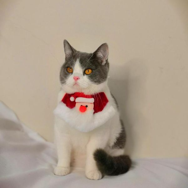 red christmas collar for cat santa claus dog necklace with bell floral pet scarf kitty bandana puppy neck decor accessories collars & leads
red christmas collar for cat santa claus dog necklace with bell floral pet scarf kitty bandana puppy neck decor accessories collars & leads