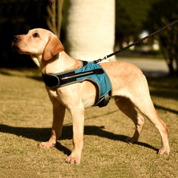 dog harness pet cat vest polyester collar safety lighted dogs luminous fluorescent collars & leashes
dog harness pet cat vest polyester collar safety lighted dogs luminous fluorescent collars & leashes