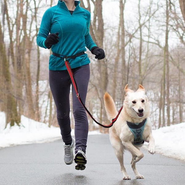 dog leash reflective 150cm bungee hands nylon lead pet elastic rope for small medium large collars & leashes
dog leash reflective 150cm bungee hands nylon lead pet elastic rope for small medium large collars & leashes