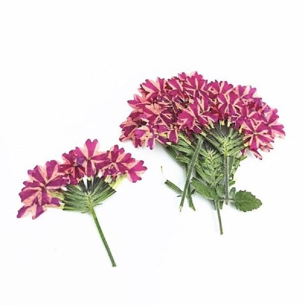 decorative flowers & wreaths pressed dried verbena hybrida voss flower with stem for epoxy resin jewelry making bookmark phone case face mak
decorative flowers & wreaths pressed dried verbena hybrida voss flower with stem for epoxy resin jewelry making bookmark phone case face mak