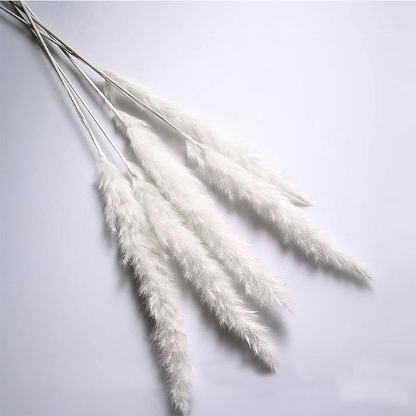 decorative flowers & wreaths est 15 pcs dried small pampas grass phragmites communis decoration for home el wedding
decorative flowers & wreaths est 15 pcs dried small pampas grass phragmites communis decoration for home el wedding