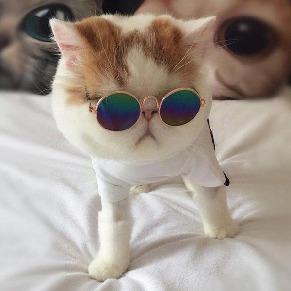 cat costumes pet products lovely vintage round sunglasses reflection accessories props dog eye pos glasses wear for small b5k6
cat costumes pet products lovely vintage round sunglasses reflection accessories props dog eye pos glasses wear for small b5k6