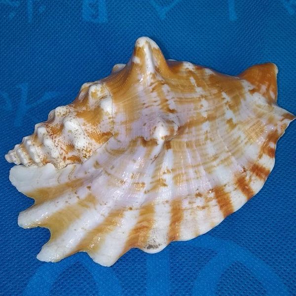 novelty items natural conch shell purple show phoenix aquarium landscaping home furnishings window design po decoration
novelty items natural conch shell purple show phoenix aquarium landscaping home furnishings window design po decoration