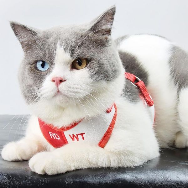breathable dog traction rope puppy ajustable durable chihuahua cat harness daily outdoor pet accessories 2021 collars & leashes
breathable dog traction rope puppy ajustable durable chihuahua cat harness daily outdoor pet accessories 2021 collars & leashes