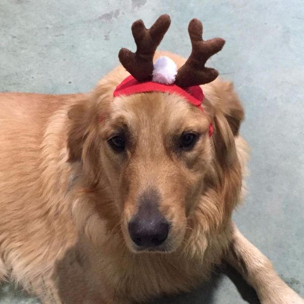 christmas antlers headdress headband dogs cap for puppy pet hats small products cat costumes
christmas antlers headdress headband dogs cap for puppy pet hats small products cat costumes