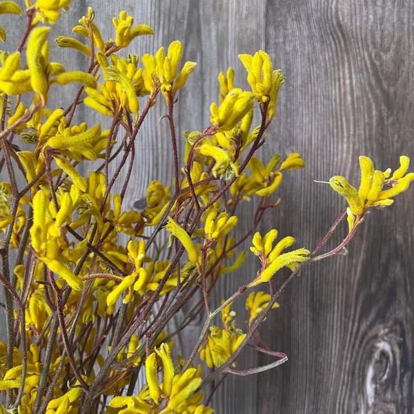 decorative flowers & wreaths 35~43cm/5-~8pieces natural dried kangaroo claw bouquet in yellow,diy real dry flower ornaments for home decorat
decorative flowers & wreaths 35~43cm/5-~8pieces natural dried kangaroo claw bouquet in yellow,diy real dry flower ornaments for home decorat