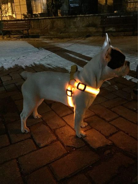 dog collars & leashes d40 harness led light pet belt luminous for medium large
dog collars & leashes d40 harness led light pet belt luminous for medium large
