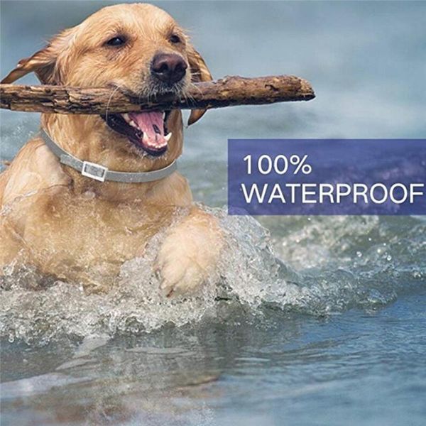 small pet collars accessories removes flea and tick collar dogs cats up to 8 month safety drop #0711 dog & leashes
small pet collars accessories removes flea and tick collar dogs cats up to 8 month safety drop #0711 dog & leashes