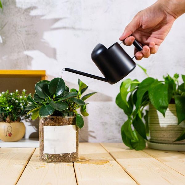 stainless steel watering pot gardening potted small bronze for kids can use handle flower plants garden equipments
stainless steel watering pot gardening potted small bronze for kids can use handle flower plants garden equipments