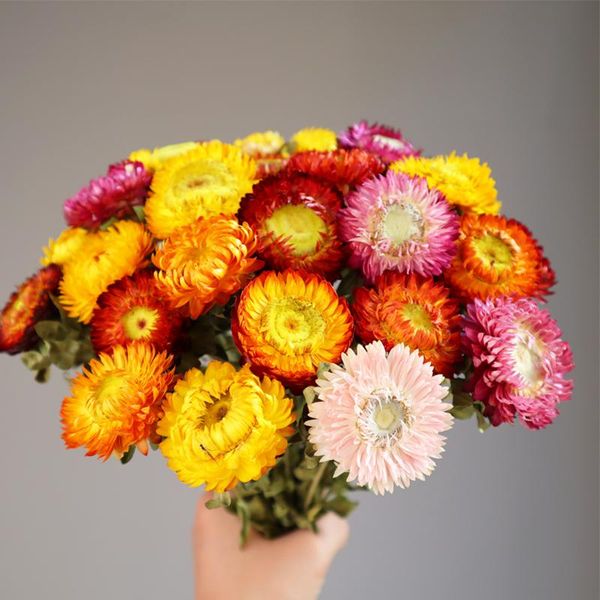 decorative flowers & wreaths 20 flower heads / lot dried daisy bouquet party home decoration real diy arrangement shooting props
decorative flowers & wreaths 20 flower heads / lot dried daisy bouquet party home decoration real diy arrangement shooting props