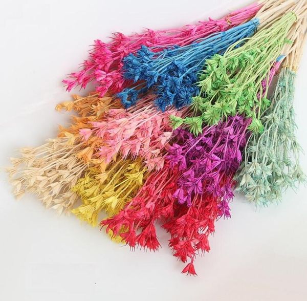 decorative flowers & wreaths 10 bundles preserved flower lllicium plants herbarium for arrangement wedding christmas party home garden decor
decorative flowers & wreaths 10 bundles preserved flower lllicium plants herbarium for arrangement wedding christmas party home garden decor