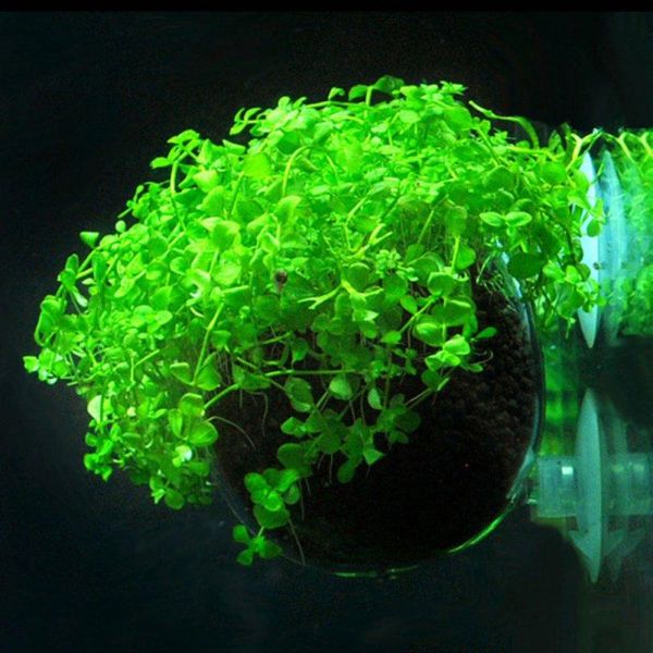 decorations aquarium decoration fish tank mini crystal glass pot polka water potted planting cylinder cup accessories green grass
decorations aquarium decoration fish tank mini crystal glass pot polka water potted planting cylinder cup accessories green grass