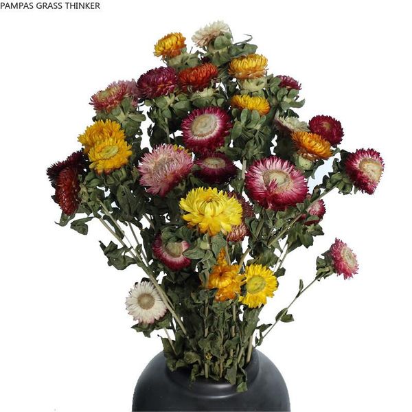 decorative flowers & wreaths 10pcs mixed olor dried pute nutral strawflower bunch for home decor
decorative flowers & wreaths 10pcs mixed olor dried pute nutral strawflower bunch for home decor