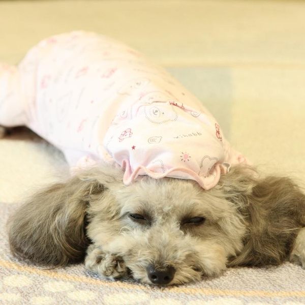 dog apparel bear print pet pajamas clothing for small dogs overall with hat set cotton soft indoor comfort puppy animal chihuahua
dog apparel bear print pet pajamas clothing for small dogs overall with hat set cotton soft indoor comfort puppy animal chihuahua