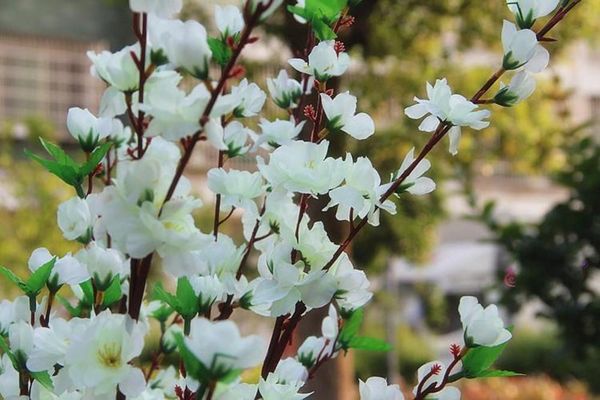 decorative flowers & wreaths 120cm cherry plum blossom artificial silk flores home table living room decor diy wedding decoration
decorative flowers & wreaths 120cm cherry plum blossom artificial silk flores home table living room decor diy wedding decoration