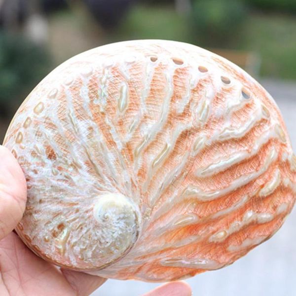 novelty items abalone shell natural conch diy handmade material pography room props decoration painting c9f3
novelty items abalone shell natural conch diy handmade material pography room props decoration painting c9f3