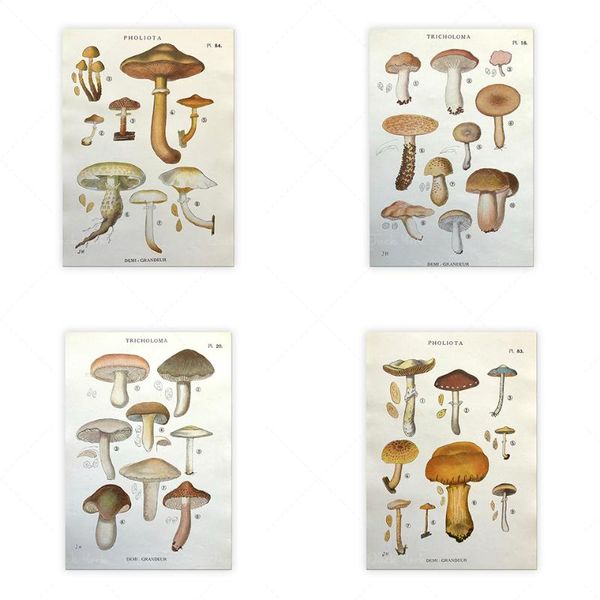 paintings antique 1919 wild mushroom picking fungi funghi french print iconographie des
paintings antique 1919 wild mushroom picking fungi funghi french print iconographie des