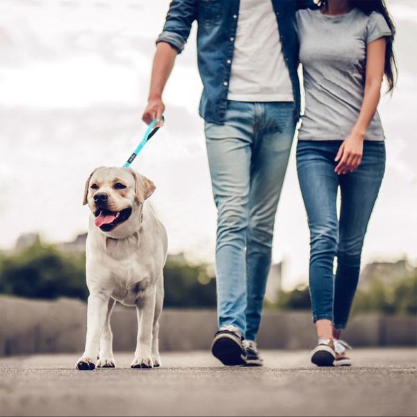 dog collars & leashes pet training leash short nylon heavy duty locking snap night reflective strip rope leading
dog collars & leashes pet training leash short nylon heavy duty locking snap night reflective strip rope leading