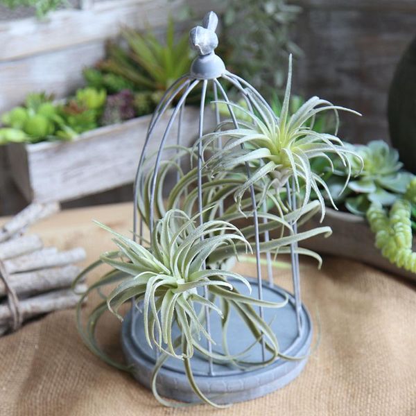 decorative flowers & wreaths artificial plant grass simulation fruit home office plastic fake decoration ornament
decorative flowers & wreaths artificial plant grass simulation fruit home office plastic fake decoration ornament
